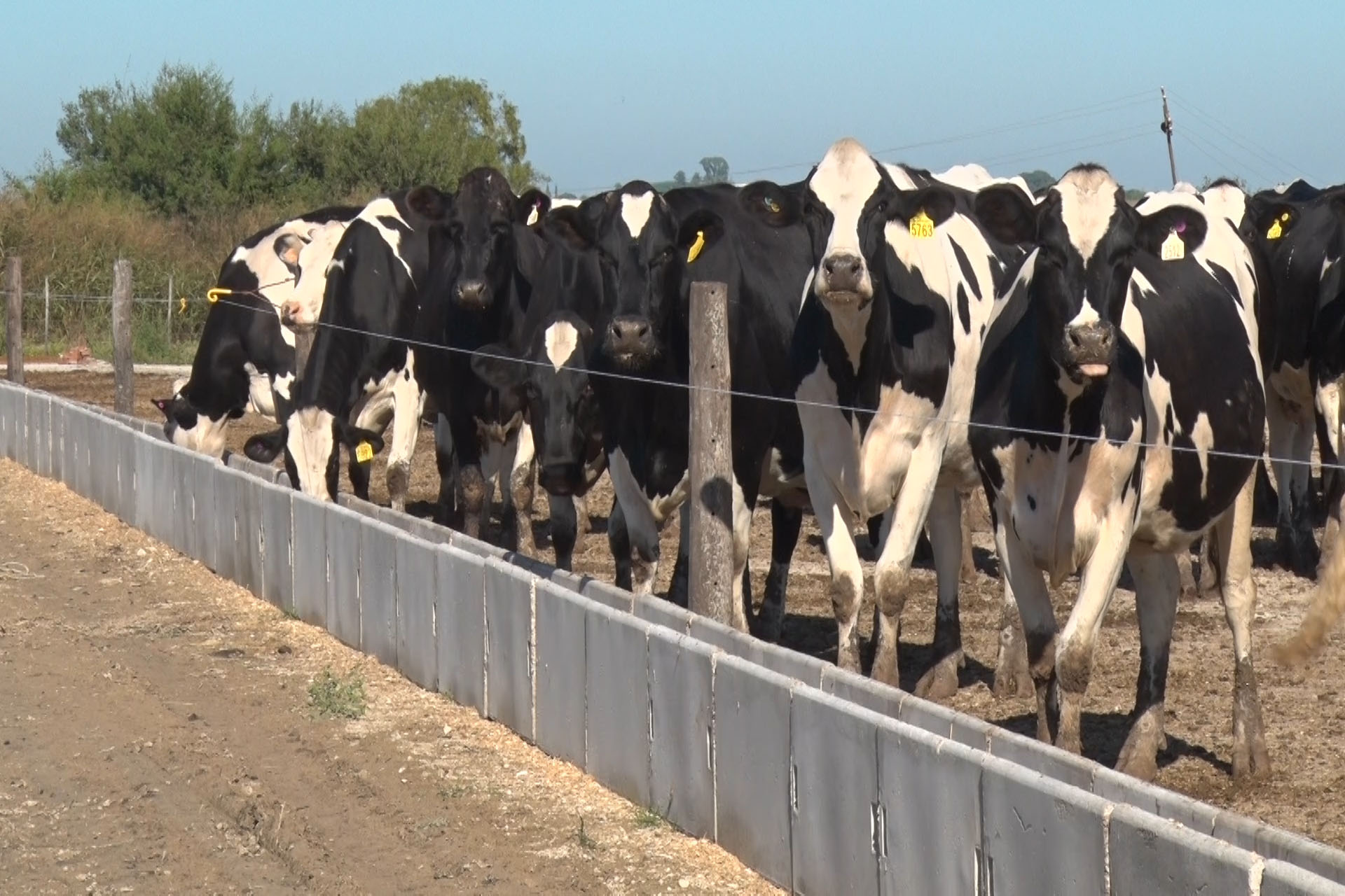 leche lácteos vacas